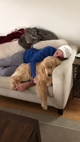 Dibs. 😏🐾 #dogsoftiktok #foryou #fyp #tiktokdogs #animalsoftiktok #naptime #goldenretriever #meetmypet