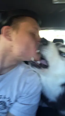 My dog hate kisses #tiktokpet#petlover#kiss#maddog#husky#pet