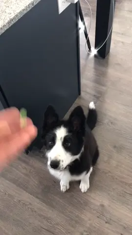 Day 1 of teaching Millie to catch. #bordercollie #puppy #fyp #foryoupage