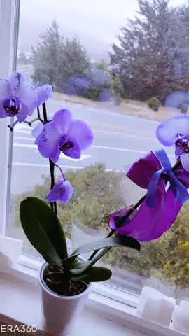 Me encantan mis orquídeas💜🤍💜🤍