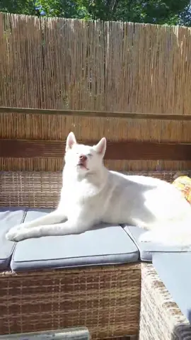 And he knows it. #husky #dogsoftiktok #siberianhusky #petlover #mostbeautiful #dogperson #dog #fyp #foryou #foryoupage
