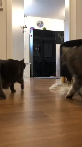 #foryou #fürdich #fyp #katzen #essen #catsoftiktok