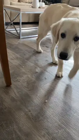 Send help! 😂 #goldenretriever #puppies #xyzbca #puppylife