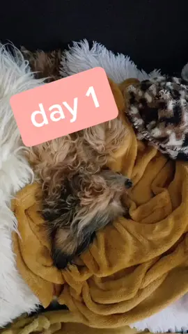 Day 1 of showing you my dog napping #MAYBEITSMAYBELLINE #GreenScreenSky #LittleBitFancy #Flashback #dogsoftiktok #dogsnames #dognaptime #dognaps