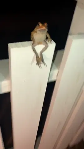 He really said ‘Say less’ 😂😂😂 (via: @danielboscia) #fyp #fy #waitforit #memezar #foryoupage #frog #frogs #frogsoftiktok #froggo #lol