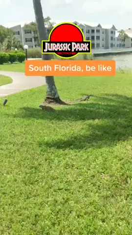 Where my South Florida peeps at?  #florida #iguana #F#Flashbackjurassicpark #90s #southflorida #bikeride