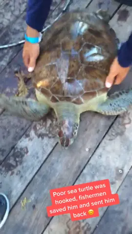 Back in Florida, they saved this poor turtle that got tangled up in fish line. #turtle #rescue #ocean