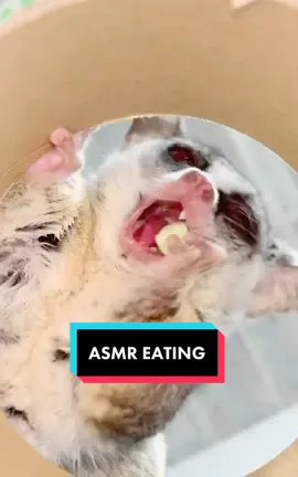 めっちゃこぼす。。。🙄　#食べる音 #asmr #asmranimals #tiktokオーディション2020 #スマホにある日常部門