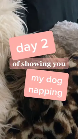 day 2 of showing you my dog napping #HealthyHabits6Step #DeliveryHeroes #yougotit #dogsoftiktok #yorkiesoftiktok #dachshundsoftiktok #naptime