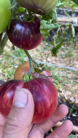 What variety is this?! #homegrown #tomato #tomatoes #homegarden #gardening101 #LearnOnTikTok #fyp #plantlover #gardeningtips #garden