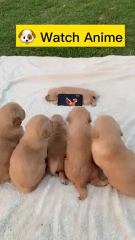 🐶 Watch Anime #goldenretriever #pets #fyp #foryoupage