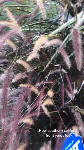#californialandscape #succulant #southerncalifornia #yard