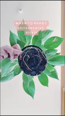 repot #gardening101 #houseplant #indoorplantstruggles #plantcare #plantlady #planttips #houseplantcare #plantcaretips #plantparent #repottingplants