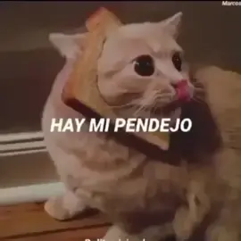 #ahí #pendejos #yxzbc #explore #gato #edits