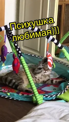 Развивающий коврик для детей и котяток #скотишфолд #хочувтоп #хочуврек #лучшеевпитомце #животные #моястефания #психушка #любимаякошка