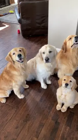 When there is a million things to bark at! Dog party! #dogparty #barkingchallenge #wholetthedogsout