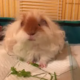 This is our Texel Guinea Pig, Lil D! 😁❤️#guineapig #pet #cute #funny #animal #adorable #mood #FamilyThings #silly #funny #fun #WearAMask