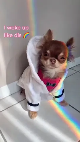 Woke up like dis over the rainbow 🌈✨ #overtherainbow #rainbow #puppy #cute #foryou #fyp