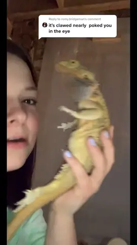 Reply to @romy.bridgeman here is a video where his claw actually did go in my eye lol... #beardeddragon #xyzbca