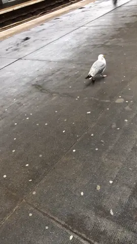 #jacksepticeye #seagull #makingmywaydowntown #fyp
