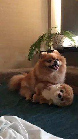 Это девочка😂 и мы сами в шоке🙈 #шпиц #собака #мишка #любовь #pomeranian #dog #teddy