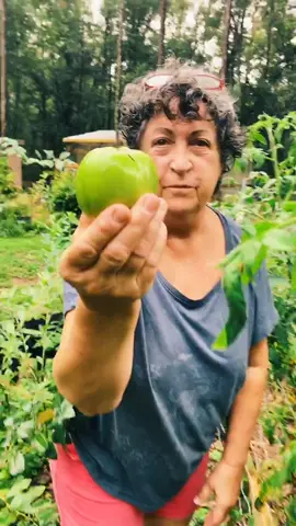 Special request for fried green tomatoes! Courtesy of my mom aka THE MOM! #friedgreentomatoes #funnyfarm #mom #cooking #country #4thOfJuly #fyp #foryu