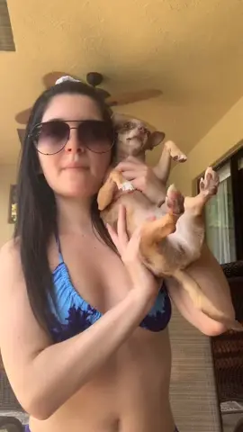 Bean is the queen actually #4thOfJuly #chihuahua #fyp #florida #puppy