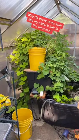 Her hair really does look like this. #sweetpotato #potato #vine #pond