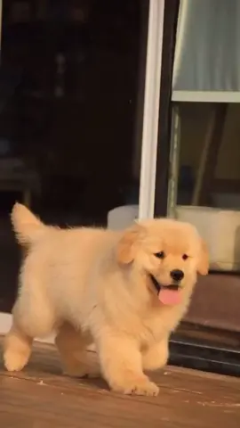 So cute❤️#goldenretriever #fyp #foryoupage #pets #dogs