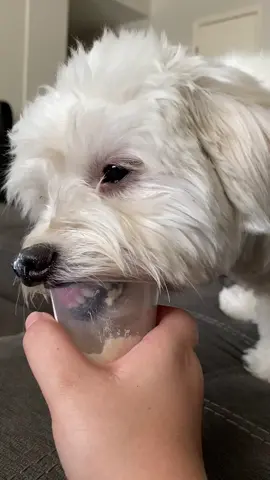 Gotta do whatcha gotta do to get the goods 😂 #SummerVlog #dogs #fyp
