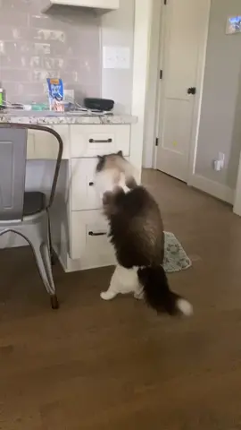 #catsoftiktok #funny #cat #smartcat #petlover