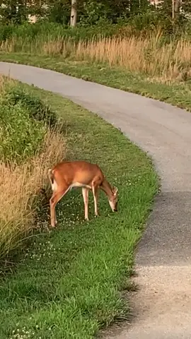 Real life animal crossing #suburbs #SummerVlog #foryou #nature #wearamask
