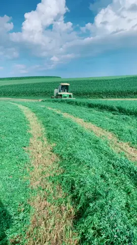 Wacking down 2nd crop#fyp