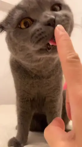#yummi #catlover #fy #foryou #cat #catsoftiktok