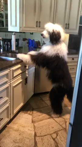 Okay, who’s inside that human sized dog costume?? | 🎥:  @geddythesheepadoodle | Follow us for more 🐶 #fyp #foryoupage #dogsoftiktok #dogs #happy