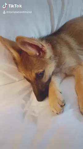 What are you NOT going to do Pickles? #fyp #doglove #puppytips #puppytricks #puppylove