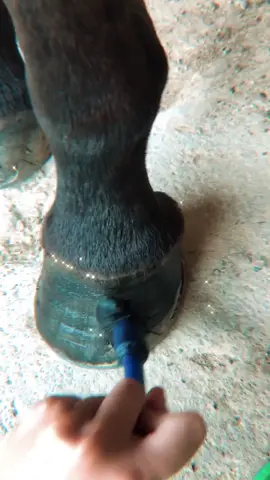 Hoy os explico porque se les pintan las uñas al caballo 💁🏼‍♀️♥️ Espero haber resuelto vuestras dudas 🥰 mi insta: sofiifont #AprendeConTikTok#horse