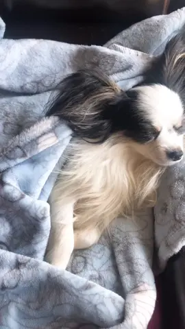 little baby🥺 #fyp #foryou #dogsoftiktok #cute #GimmeLove #ReadingList #papillion #puppy