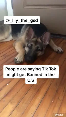 #GimmeLove #ReadingList #foryou #pup #dogtiktok #cutees #fyp #treatmypet #tiktokanimals #tiktok #dogs #meetmypet #cutelittelpuppy #mygermanshepherd