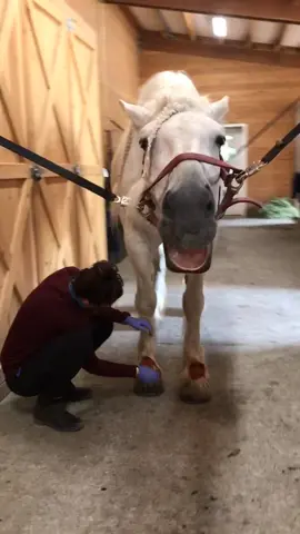 It was a hurry up and wait kind of day at work! The vet was out so enjoy this clip of Stella being dr*gged for injections! #GimmeLove #horse #horses
