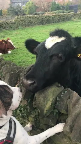 just another day in the countryside.. 🐮 #fyp