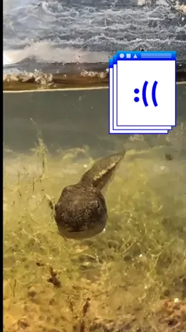 Some sad news on the ‘pole front:/ RIP Toot, Puddle and Big Puddy, swimmin in the big pond in the sky😖  #frogtok #fyp #rip