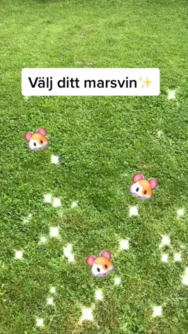 Välj ditt marsvin🐹✨❤️ (om ni undrar vad jag menar med rumsren så menar jag att hon inte kissar eller bajsar i knäet) #fördig #foryoupage #marsvin