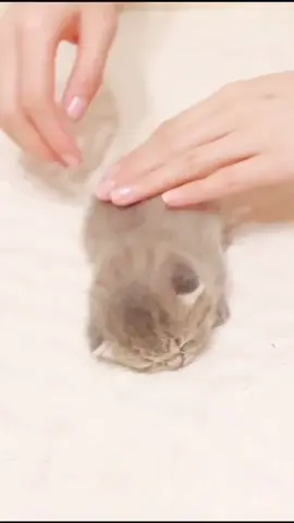 Massage your back today.🧡#cat #foryoupage #foryou #catlove #ColorCustomizer #TheOldGuard #cats #kitten #tiktok #catlover #petstory #fyp