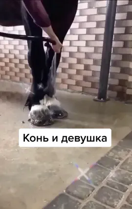 Бэки такие милые бэки #бэкстейдж #шенген #красотка #девушканаконе #фотосессиислошадьми #будетбольше