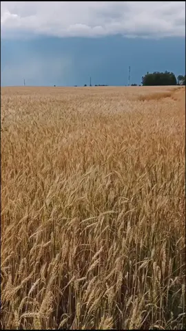 Pov вы приехали с парнем в поле и легли в него #pov #russia #aestetic #nature #природа #хочуврек #поле