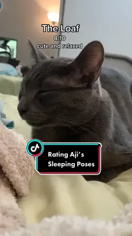 Cat Mom rates Aji’s sleeping positions #catsoftiktok #rating #russianblue #petparent
