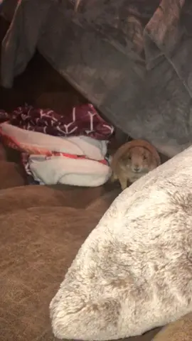 What we like to call Blanket Stuffs #fyp #prairedog #exoticpets #pdawg #pdoggo #pdoggie #tokie #prairiedogcute