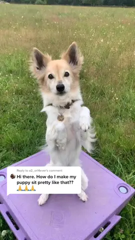 Reply to @a2_orl4ever What tricks do you guys want to learn next? #DogTraining #positivedogtraining #forcefreedogtraining #petvlog