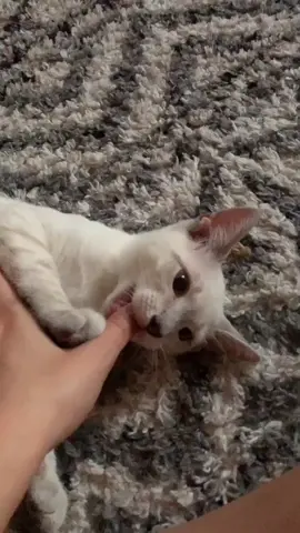 Me: don’t bite   My cat:                             #fyp #catsoftiktok